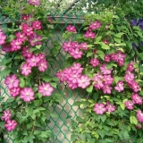 Zašto lišće klematisa požuti i osuši: šta učiniti